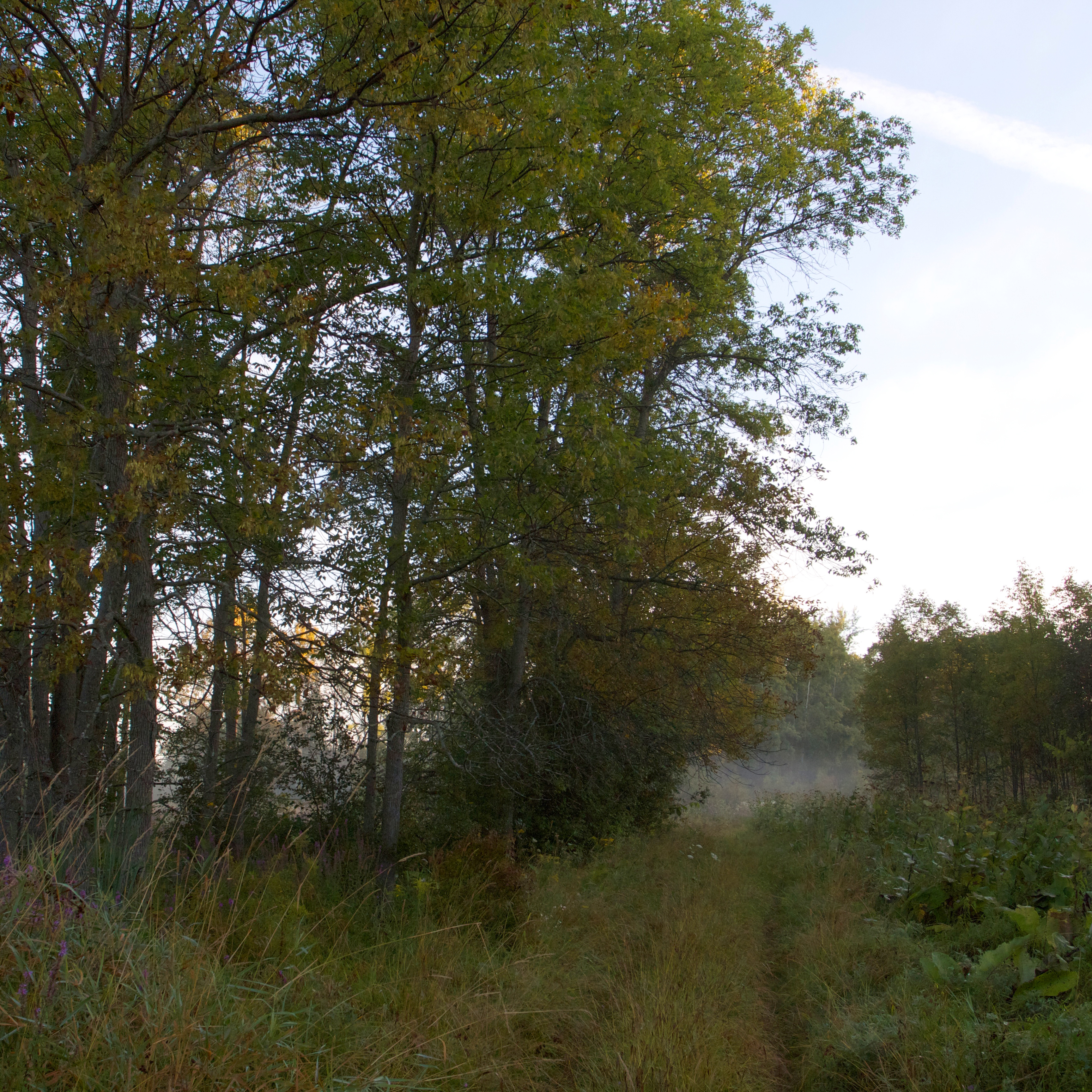 Bracken Tract