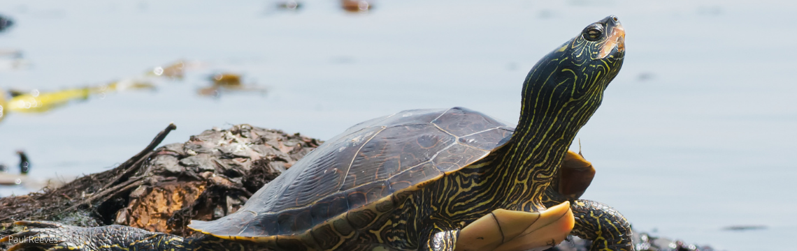 northern map turtle basking