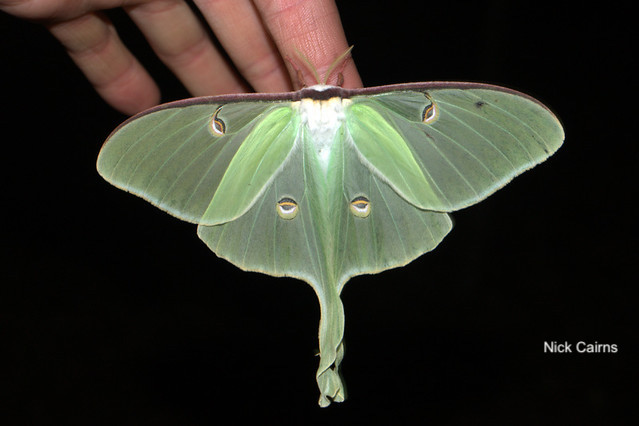 Luna Moth- Nick Cairns