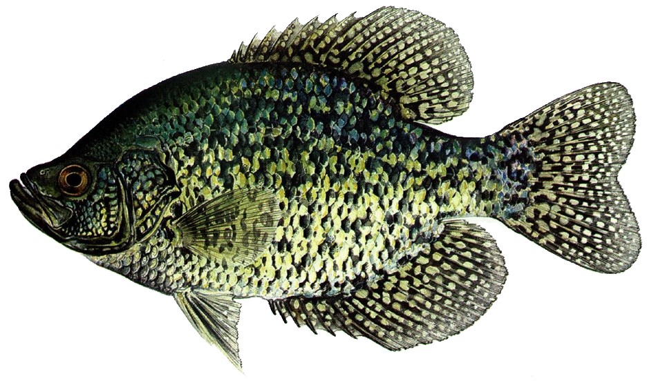 Black Crappie