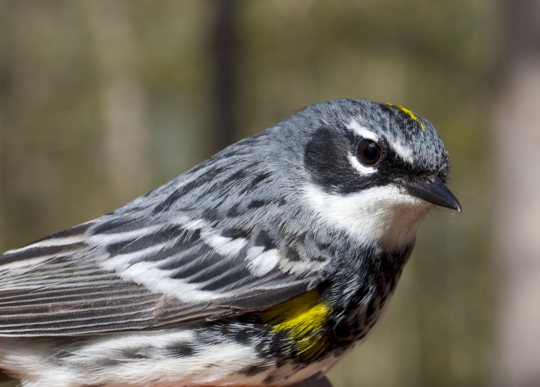 yellow rumped warbler