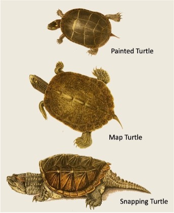 comparison of painted, map, and snapping turtle