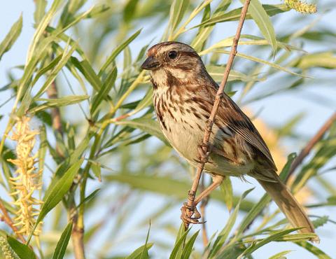 Song sparrow